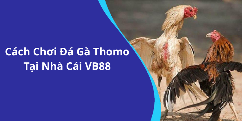 Cách Chơi Đá Gà Thomo Tại Nhà Cái VB88