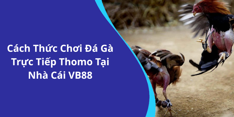 Cách Thức Chơi Đá Gà Trực Tiếp Thomo Tại Nhà Cái VB88