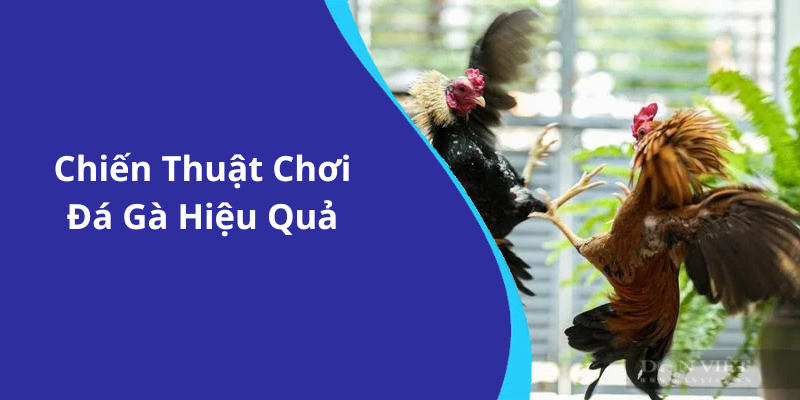 Chiến Thuật Chơi Đá Gà Hiệu Quả