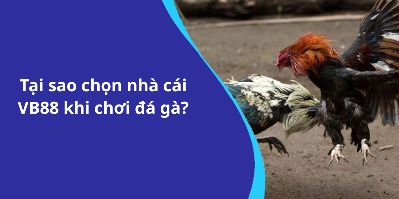 Tại sao chọn nhà cái VB88 khi chơi đá gà