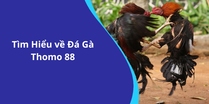 Tìm Hiểu về Đá Gà Thomo 88