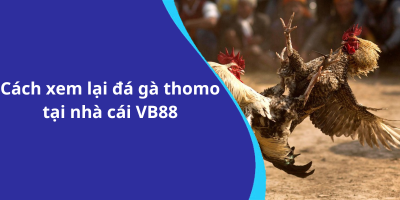 Cách xem lại đá gà thomo tại nhà cái VB88
