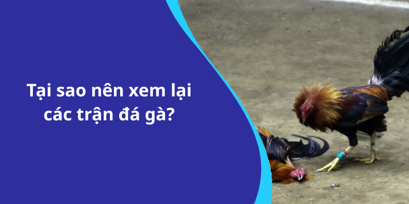 Tại sao nên xem lại các trận đá gà
