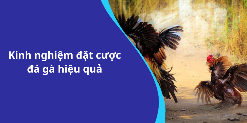 Kinh nghiệm đặt cược đá gà hiệu quả