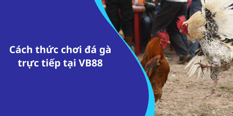 Cách thức chơi đá gà trực tiếp tại VB88