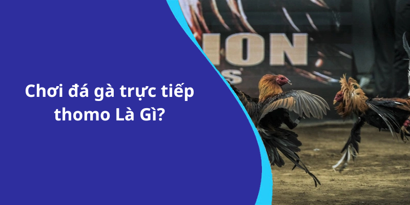 Chơi đá gà trực tiếp thomo Là Gì