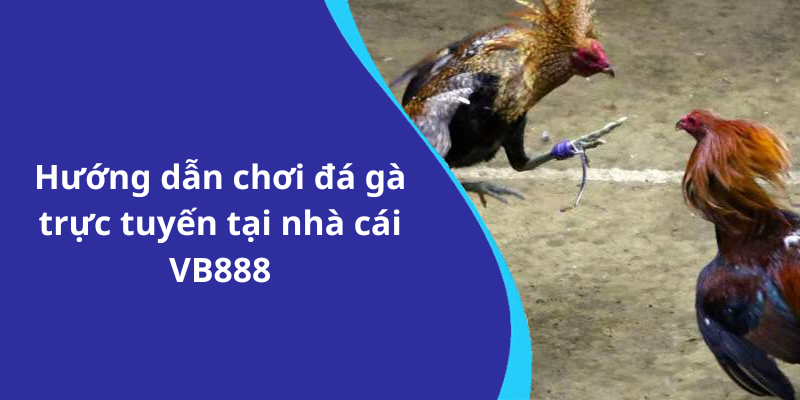 Hướng dẫn chơi đá gà trực tuyến tại nhà cái VB888