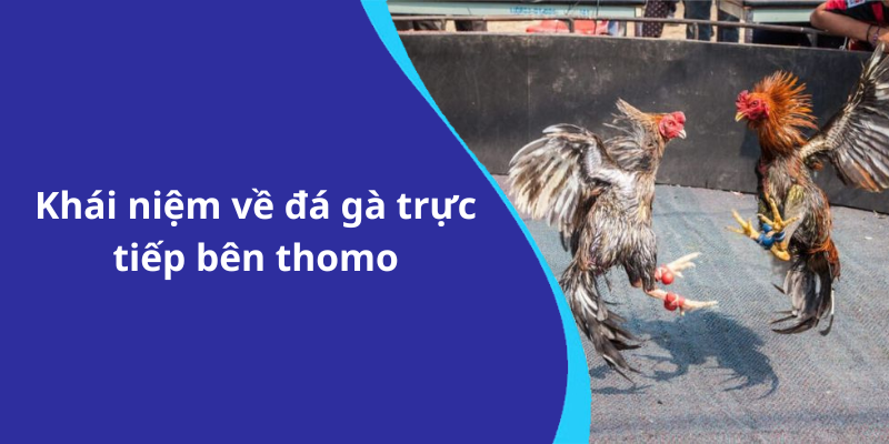 Khái niệm về đá gà trực tiếp bên thomo