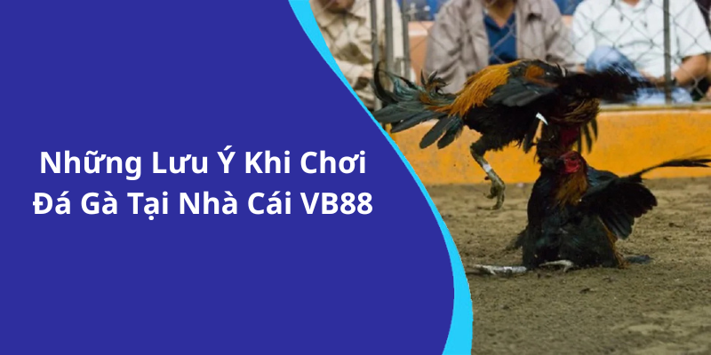 Những Lưu Ý Khi Chơi Đá Gà Tại Nhà Cái VB88