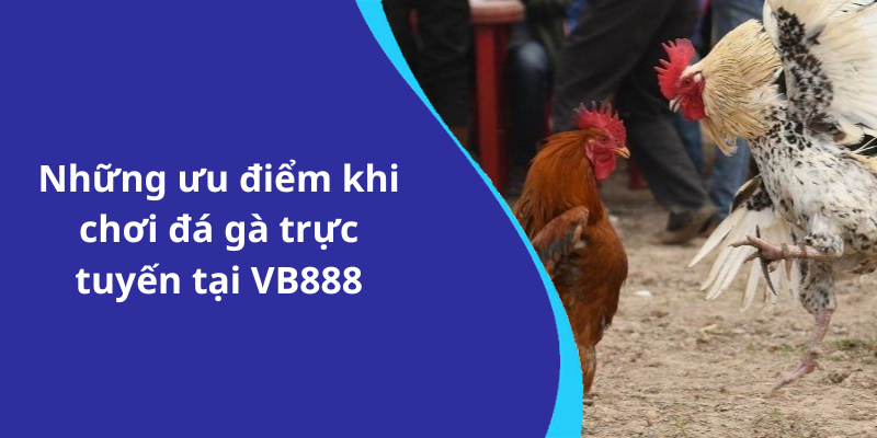 Những ưu điểm khi chơi đá gà trực tuyến tại VB888